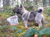 metsästämässä hilloja